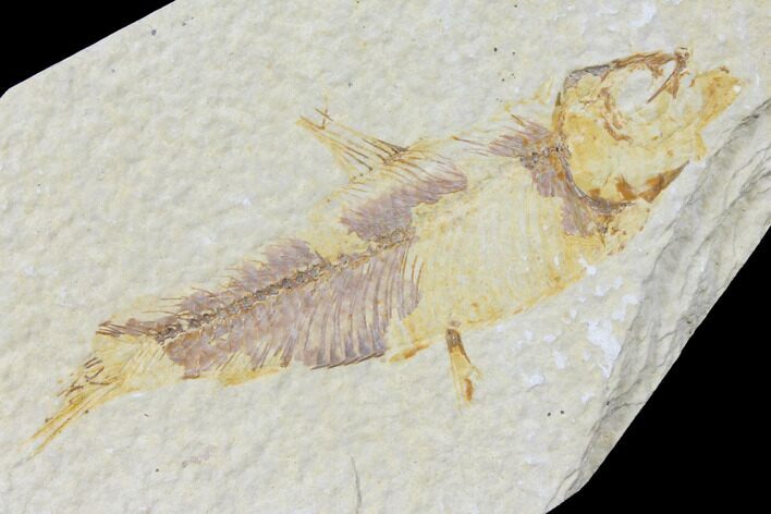 Bargain Fossil Fish (Knightia) - Wyoming #120025